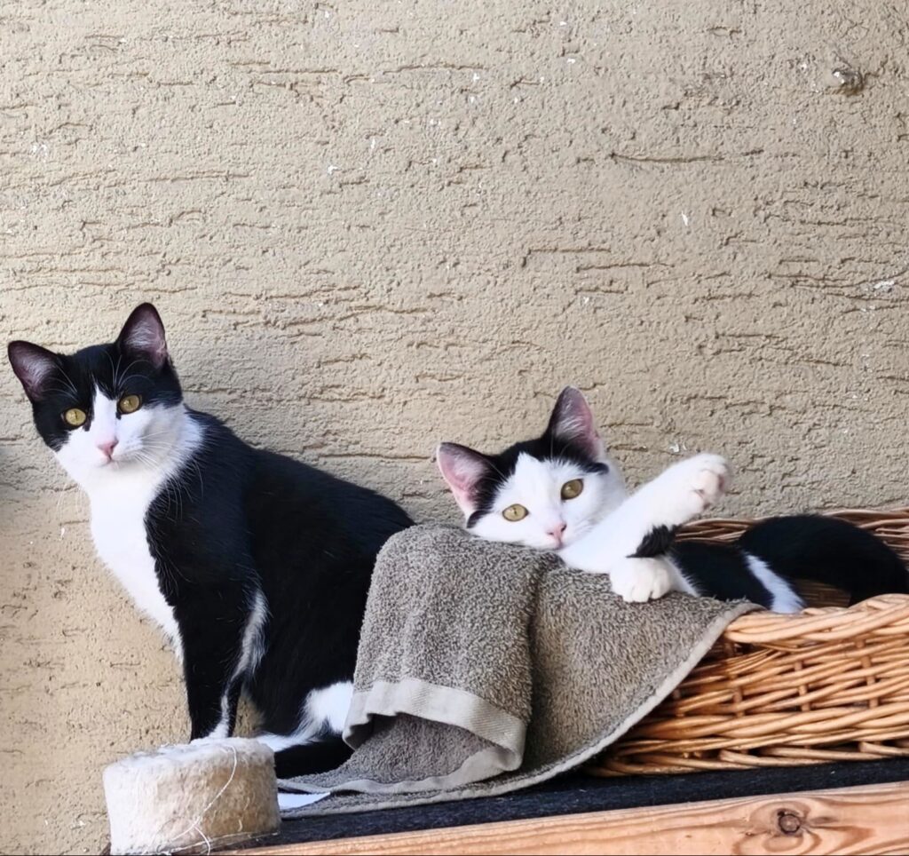 Garfield & Fee